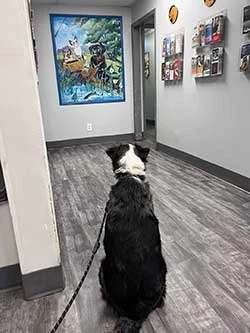 Hiram Animal Hospital - Policies