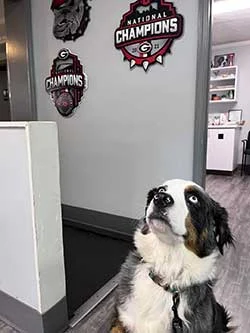 Hiram Animal Hospital - New Clients Welcome