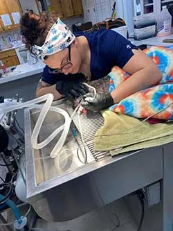 Hiram Animal Hospital - Veterinary Surgery